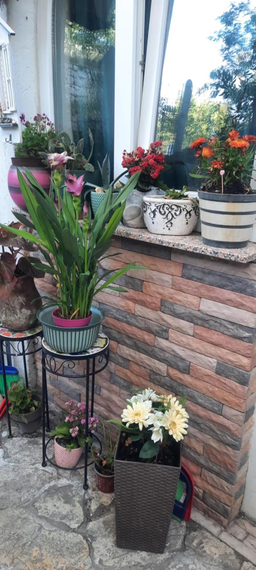 Appartement Jenny I Tania Lopar